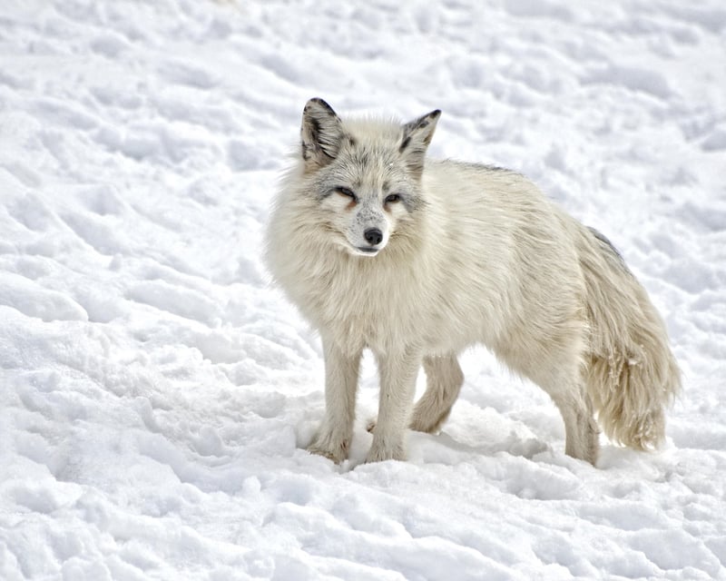 Arctic tundra